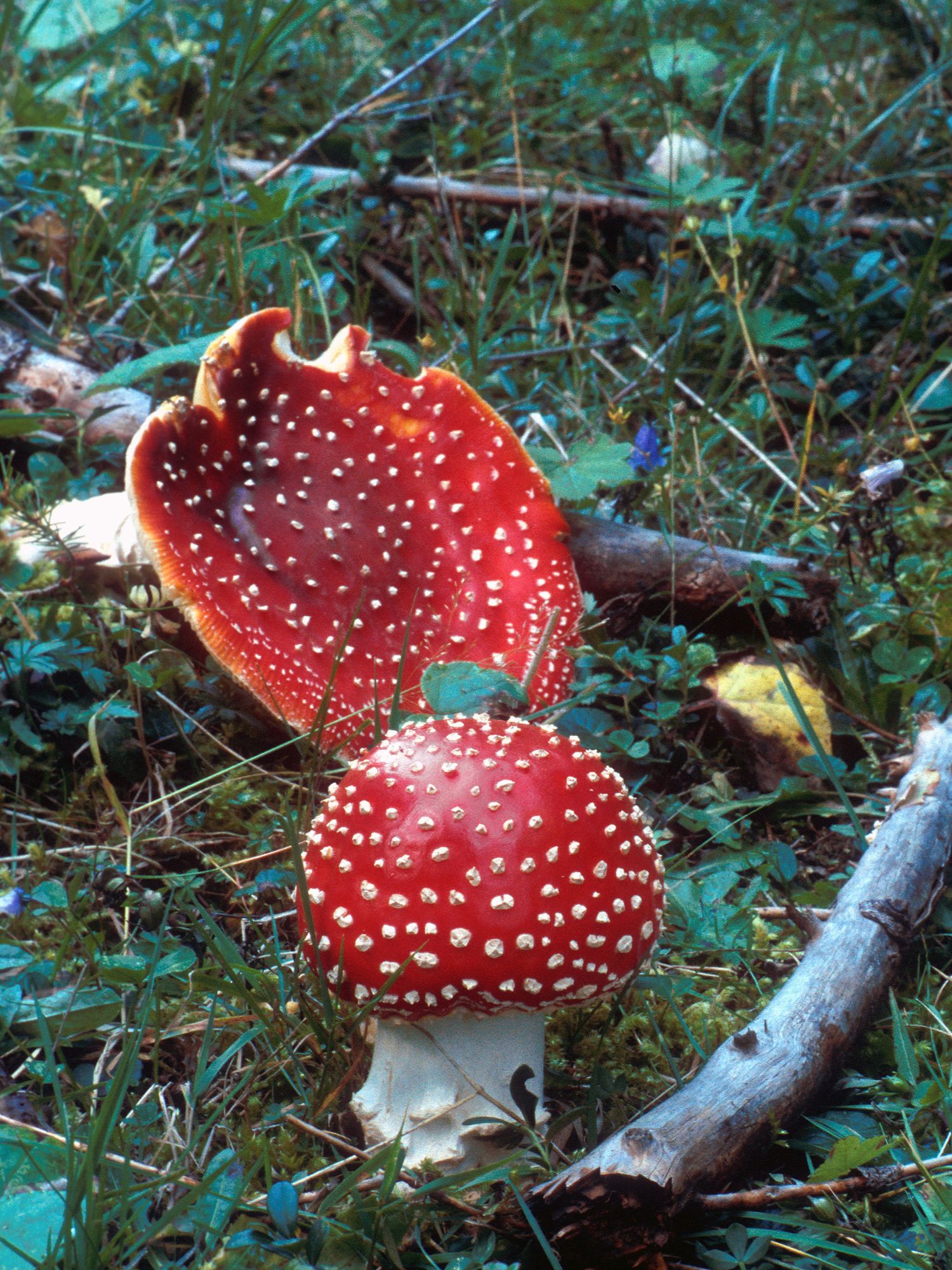 Deadly Amanita Mushroom